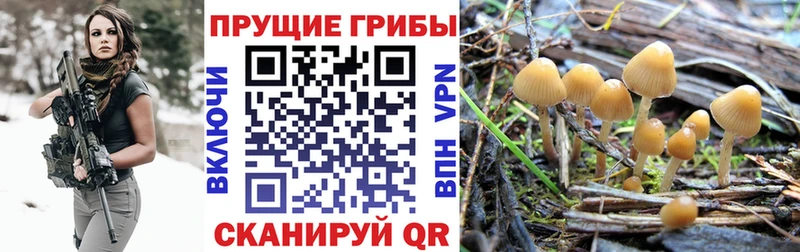 где можно купить наркотик  Реутов  Галлюциногенные грибы MAGIC MUSHROOMS 